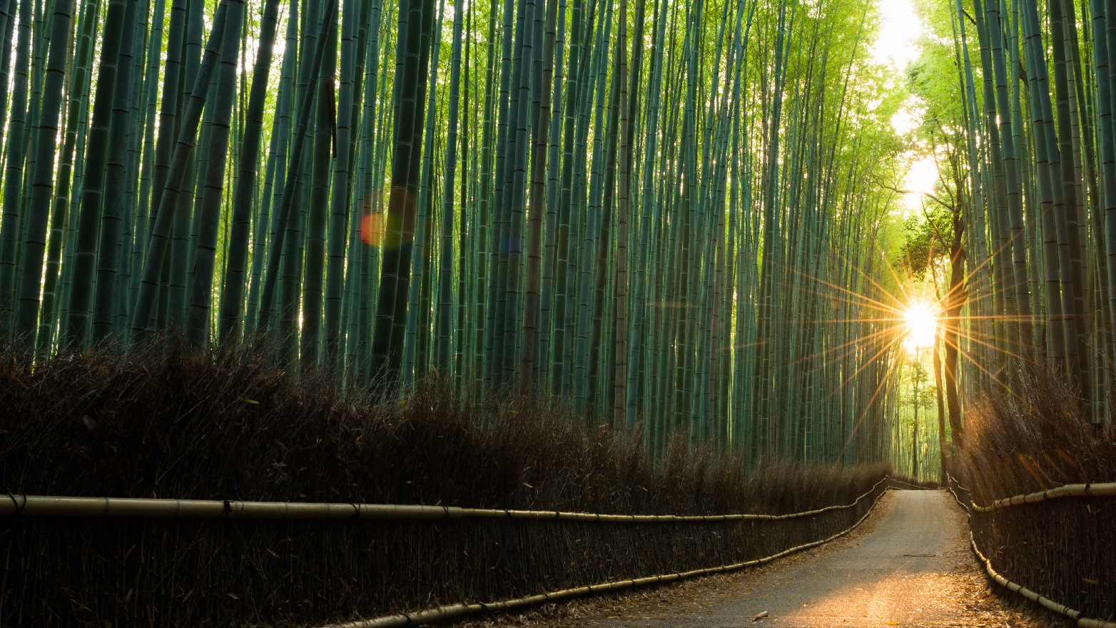 sunrays shining between a path of bamboo trees